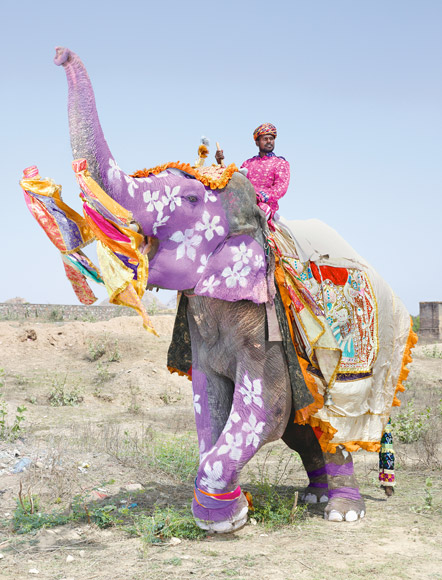 01-india-elephant-painted-purple-580v