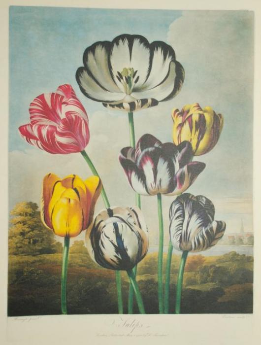 Vacheron-Constantin-Métiers-d’Art-Florilège-–-Tulip-Watch-2015